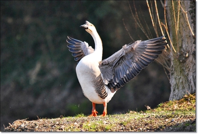 Avifauna humor